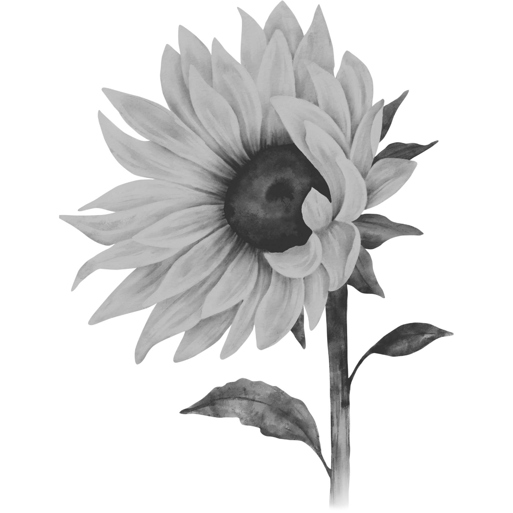 MSB Logo, Sunflower Only B&W - Transparent (6 x 6 in)